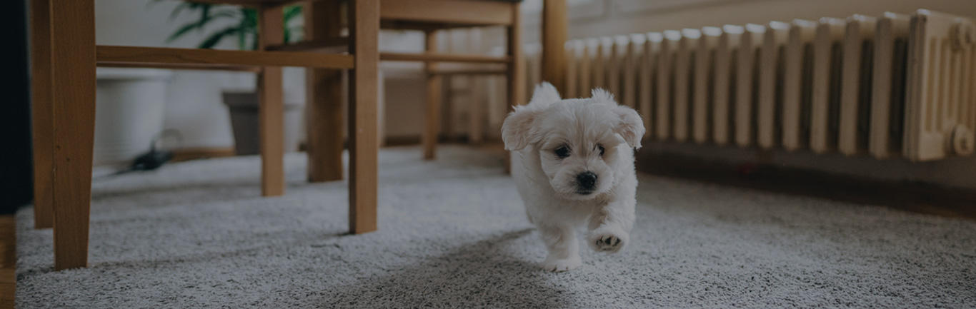 ¿Mascotas en el hogar? Cómo acondicionar el espacio en tu nuevo apartamento